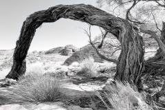 《Tough Life》    获Merit奖     作者：田利平（AB组）