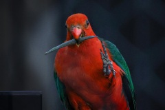 《hello》   获Merit 奖   作者：璩伏萍（B组）