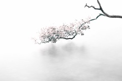 《Flowers》   获Honour奖   作者：苏恩明（A组）