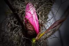 《Purple Bud Waiting to Bloom》   获Merit奖   作者：李夏（B组）