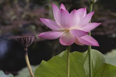《Dutch》   获Honour奖   作者：璩伏萍（B组）