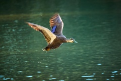 《Flying Duck》   获Honour奖   作者：刘训忠（AB组）