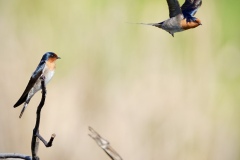 《Barn Swallows》   获Merit奖   作者：苏恩明（A组）