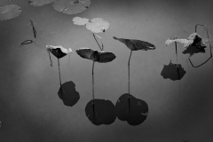 《无题1》   获Merit奖   作者：杨晓红（A组）