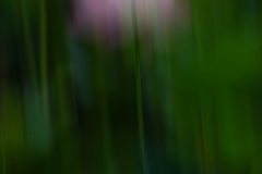 《Lotus Rhythm2》   获Merit奖   作者：栗文元（A组）