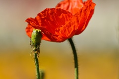 《Poppy Flower罂粟花》   获Honour奖   作者：璩伏萍（B组）