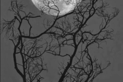 《Moon and tree》   获Merit奖   作者：田利平（AB组）