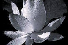 《pure white》   获Honour奖   作者：黎文龙（AB组）