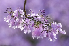 一等奖 - 《Jacaranda Birds》 作者：徐克钏