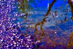 二等奖 - 《Jacaranda in the rain water pool》 作者：田利平