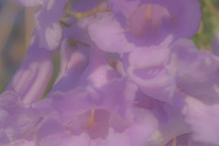 入围作品 - 《Feminine》 作者：吳子明