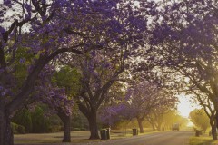 入围作品 - 《Morning Jacaranda》 作者：沈敏敏