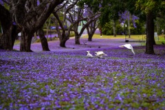 入围作品 - 《Purple carpet》 作者：田利平