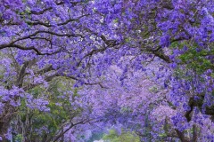 入围作品 - 《Purple Tunnel 》 作者：徐克钏