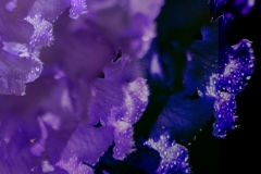 三等奖 - 《Purple Color 》 作者：沈敏敏