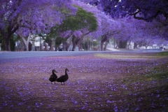 入围作品 - 《Spring》 作者：孔德慧