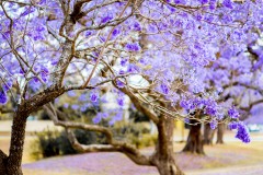 入围作品 - 《Jacaranda》 作者：李军