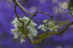 入围作品 - 《White Jacaranda》 作者：沈敏敏