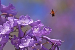 鼓励奖 - 《Bee with Flowers》 作者：吳子明