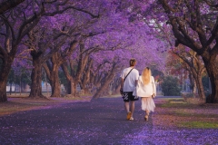 入围作品 - 《Purple Lover 》 作者：孔德慧