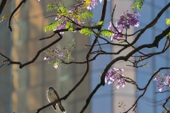 入围作品 - 《Good Morning Jacaranda》 作者：徐克钏
